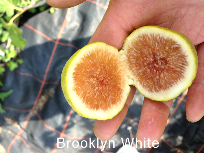 Brooklyn-White-.jpg